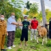 BANTUAN SAPI - Wakil Ketua DPRD Provinsi Gorontalo, Kris Wartabone saat menyerahkan bantuan bibit sapi kepada masyarakat. Foto istimewa.