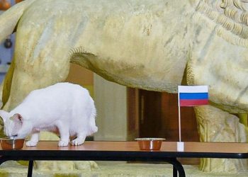 Achillcat kucing tuli saat melakukan ramalan antara laga Belgia VS Rusia. (Foto Instagram Alchillcat)