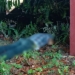Penemuan mayat di pentadio resor