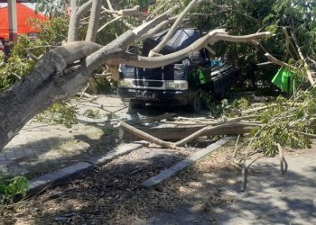 Mobil pikap tertimpa pohon yang roboh di kawasan Pasar Selasa Desa Oluhuta Utara Kecamatan Kabila (foto istimewa)