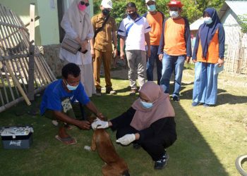 Proses Vaksinasi Rabies Terhadap Anjing di Desa Biluango Kecamatan Kabila Bone. (Foto AKP/Kominfo)