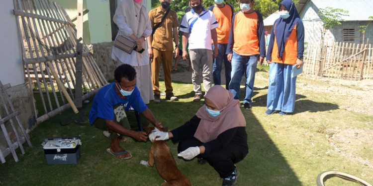 Proses Vaksinasi Rabies Terhadap Anjing di Desa Biluango Kecamatan Kabila Bone. (Foto AKP/Kominfo)