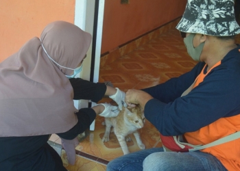 Vaksinasi Kucing di Desa Biluango Kecamatan Kabila Bone. (Foto AKP/Kominfo)