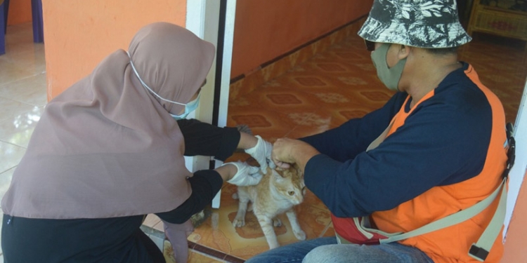 Vaksinasi Kucing di Desa Biluango Kecamatan Kabila Bone. (Foto AKP/Kominfo)