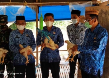 2000 Ekor Ayam Broiler Milik BUMDes Poboide, Panen Perdana 