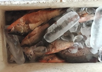 Barang bukti aksi bom ikan yang diamankan Polairud Polres Pohuwato. (istimewa)