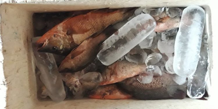 Barang bukti aksi bom ikan yang diamankan Polairud Polres Pohuwato. (istimewa)