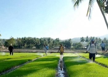 Sejumlah petani di lokasi persawahan padi Kelompok Tani Tekad Makmur 1, Desa Bulotalangi Barat, Kecamatan Bulango Timur, sedang mengaplikasikan agensi hayati di persemaian padi, yakni teknik pengendalian sejak dini, dimulai dari perlakuan benih, dan perawatan bibit padi. (Foto Istimewa)
