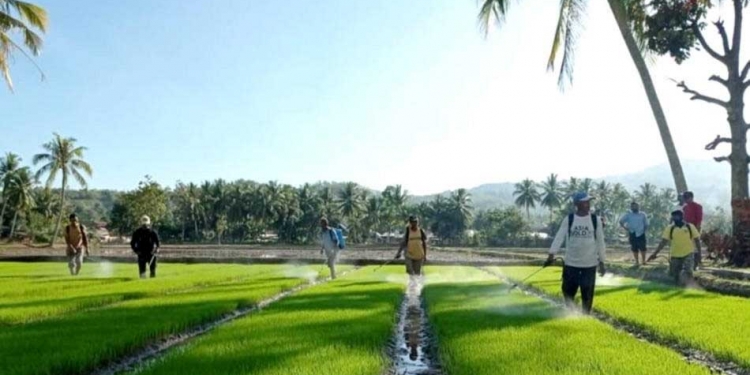 Sejumlah petani di lokasi persawahan padi Kelompok Tani Tekad Makmur 1, Desa Bulotalangi Barat, Kecamatan Bulango Timur, sedang mengaplikasikan agensi hayati di persemaian padi, yakni teknik pengendalian sejak dini, dimulai dari perlakuan benih, dan perawatan bibit padi. (Foto Istimewa)
