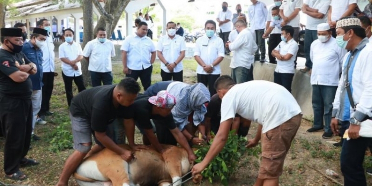 Proses Penyembelihan Hewan Qurban disaksikan oleh Sekretaris DPRD Provinsi Gorontalo. Foto istimewa