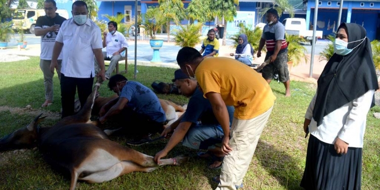 Direktur PDAM Bone Bolango, Yusar Laya saat menyaksikan pemotongan hewan kurban di Kantor PDAM Bone Bolango. (Foto AKP/Kominfo)