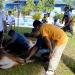 Direktur PDAM Bone Bolango, Yusar Laya saat menyaksikan pemotongan hewan kurban di Kantor PDAM Bone Bolango. (Foto AKP/Kominfo)
