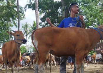 Perayaan Idul Adha 1442 H tinggal menghitung hari, harga Sapi dan Kambing di Kabupaten Gorontalo mengalami peningkatan drastis di Kecamatan Pulubala Kabupaten, Rabu (14/7/2021). Foto : Putra/Gopos.