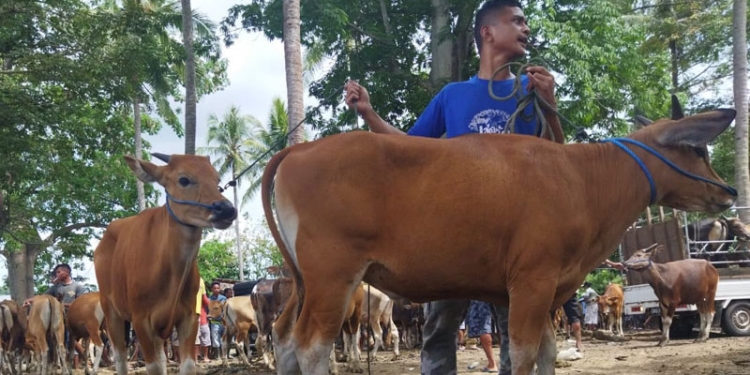 Harga Sapi Kurban di Kabupaten Gorontalo Dibanderol Rp11,5-20 Juta per Ekor