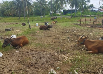 Harga sapi kurban di Kota Gorontalo mengalami peningkatan jelang Iduladha