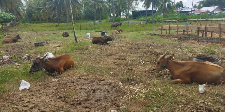 Harga sapi kurban di Kota Gorontalo mengalami peningkatan jelang Iduladha