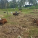 Harga sapi kurban di Kota Gorontalo mengalami peningkatan jelang Iduladha