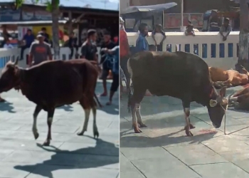 Sapi kurban berjalan
