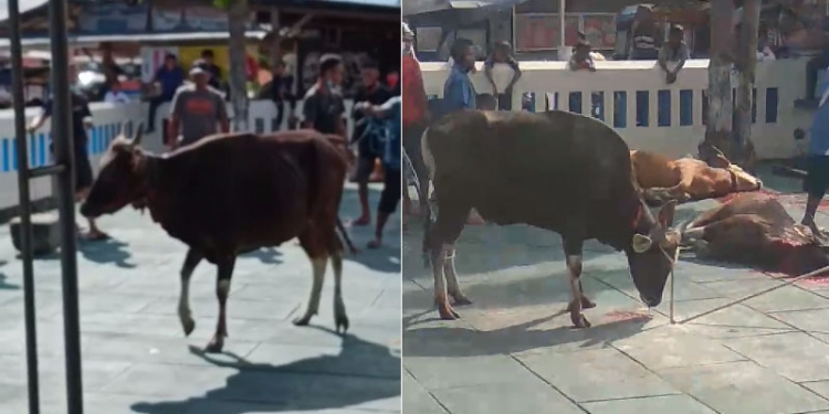 Sapi kurban berjalan