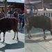 Sapi kurban berjalan