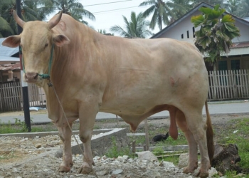 Sapi Kurban Presiden