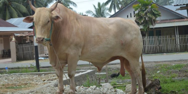 Sapi Kurban Presiden