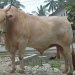 Sapi Kurban Presiden