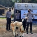 Kapolres Gorontalo, AKBP Ade Permana berserta jajaran Polres Gorontalo saat hendak melakukan penyembelihan hewan kurbandi halaman belakang Polres Gorontalo, Rabu (21/7/2021). (Foto istimewa)