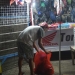 Wawan Bilondatu, salah seorang pedagang aksesoris asal Kelurahan Hepuhulawa Kecamatan Limboto, saat membereskan barang dagangannya. (Foto: Putra/Gopos).
