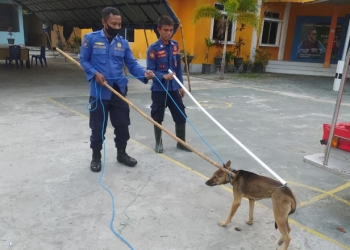 Seekor anjing liar yang sudah mengancam keselamatan masyarakat Kelurahan Kayubulan, Kecamatan Limboto, Kabupaten Gorontalo berhasil ditangkap oleh Tim Cepat Penanganan Hewan, Pemadam Kebakaran Kabupaten Gorontalo. (Foto Istimewa)