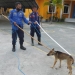 Seekor anjing liar yang sudah mengancam keselamatan masyarakat Kelurahan Kayubulan, Kecamatan Limboto, Kabupaten Gorontalo berhasil ditangkap oleh Tim Cepat Penanganan Hewan, Pemadam Kebakaran Kabupaten Gorontalo. (Foto Istimewa)