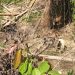 Kondisi mobil PDAM Bone Bolango yang digunakan untuk mengangkut air saat terjun ke jurang sedalam 100 meter. (Foto Istimewa)