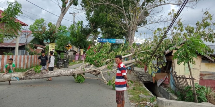 Pohon tumbang yang menimpa sebuah warung di Kelurahan Wongkaditi Timur, Kota Gorontalo.