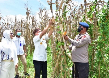 Bupati Pohuwato, Saipul Mbuinga, melakukan panen jagung di Kompi Brimob Paguat, Rabu (22/9/2021). (Mahmud/gopos)