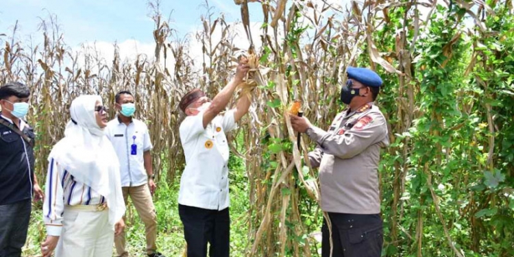 Bupati Pohuwato, Saipul Mbuinga, melakukan panen jagung di Kompi Brimob Paguat, Rabu (22/9/2021). (Mahmud/gopos)
