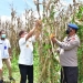 Bupati Pohuwato, Saipul Mbuinga, melakukan panen jagung di Kompi Brimob Paguat, Rabu (22/9/2021). (Mahmud/gopos)