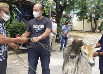 Kepala Biro Logistik Polda Gorontalo, Kombes Pol Deny Irwansyah (Tengah) sedang menyerahkan dua ekor sapi kepada pensiunan Polri, AKBP Sarmin Tamola (kiri), Ahad (3/10/2021). Foto : istimewa