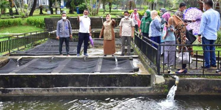 Budidaya Ikan Air Tawar