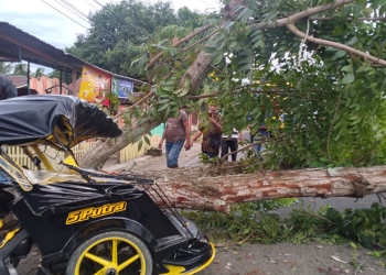 Pohon Tumbang