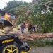Pohon Tumbang
