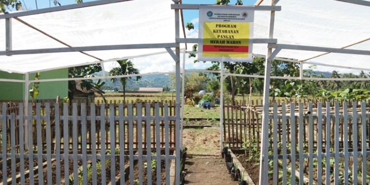 Kebun pertanian atau green house yang dibangun oleh Mahasiswa KKNT UNG untuk masyarakat Desa Kuala Lumpur (istimewa)