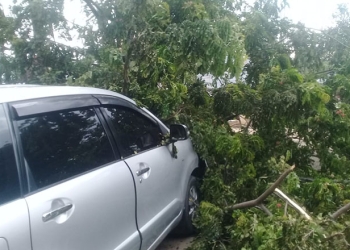 Sebuah pohon di depan RS Bumi Panua roboh dan menimba mobil yang sedang terparkir, Rabu (8/12/2021). (istimewa)