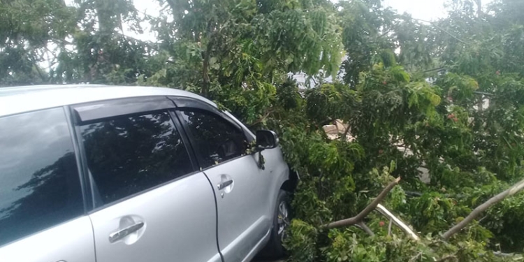 Sebuah pohon di depan RS Bumi Panua roboh dan menimba mobil yang sedang terparkir, Rabu (8/12/2021). (istimewa)