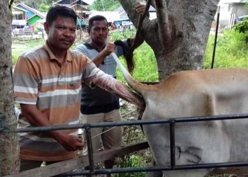 Adnan Daud, salah seorang petugas Pemeriksa Kebuntingan (PKB) Distannak Bone Bolango yang meraih juara terbaik I nasional pada pelaksanaan lomba petugas Inseminasi Buatan (IB) dan Petugas Pemeriksa Kebuntingan (PKB) tingkat nasional tahun 2021. (Foto Istimewa)