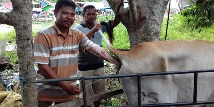Adnan Daud, salah seorang petugas Pemeriksa Kebuntingan (PKB) Distannak Bone Bolango yang meraih juara terbaik I nasional pada pelaksanaan lomba petugas Inseminasi Buatan (IB) dan Petugas Pemeriksa Kebuntingan (PKB) tingkat nasional tahun 2021. (Foto Istimewa)
