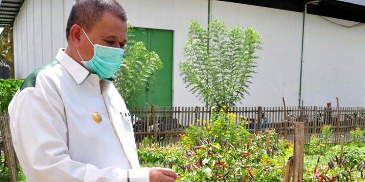 Wakil Gubernur Gorontalo, Idris Rahim saat memantau salah satu kebun cabai rawit yang ada di Gorontalo. (Foto dok. Kominfo)