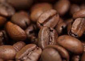 Ilustrasi biji kopi. (Foto dokumen Google)