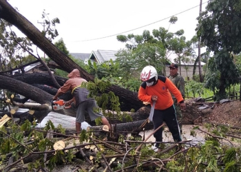 Petugas BPBD Pohuwato mengevakuasi material batang pohon  yang tumbang di Desa Sipatana, Kecamatan Buntulia, Pohuwato, Kamis (6/1/2022). (Istimewa)