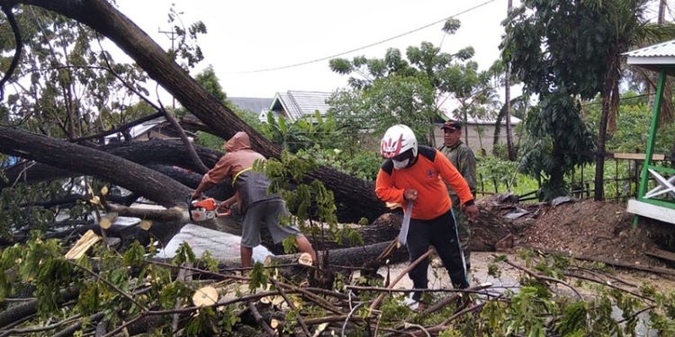 Petugas BPBD Pohuwato mengevakuasi material batang pohon  yang tumbang di Desa Sipatana, Kecamatan Buntulia, Pohuwato, Kamis (6/1/2022). (Istimewa)