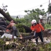 Petugas BPBD Pohuwato mengevakuasi material batang pohon yang tumbang di Desa Sipatana, Kecamatan Buntulia, Pohuwato, Kamis (6/1/2022). (Istimewa)